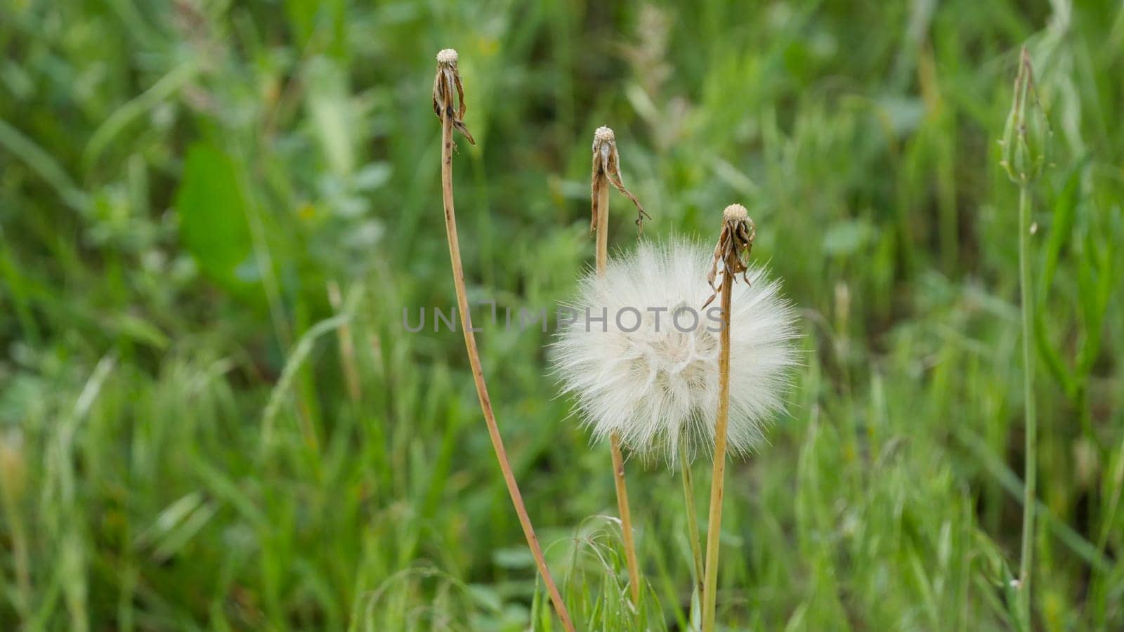 dandelion plant, which is one of the medicinal plants, ripe dandelion plant,