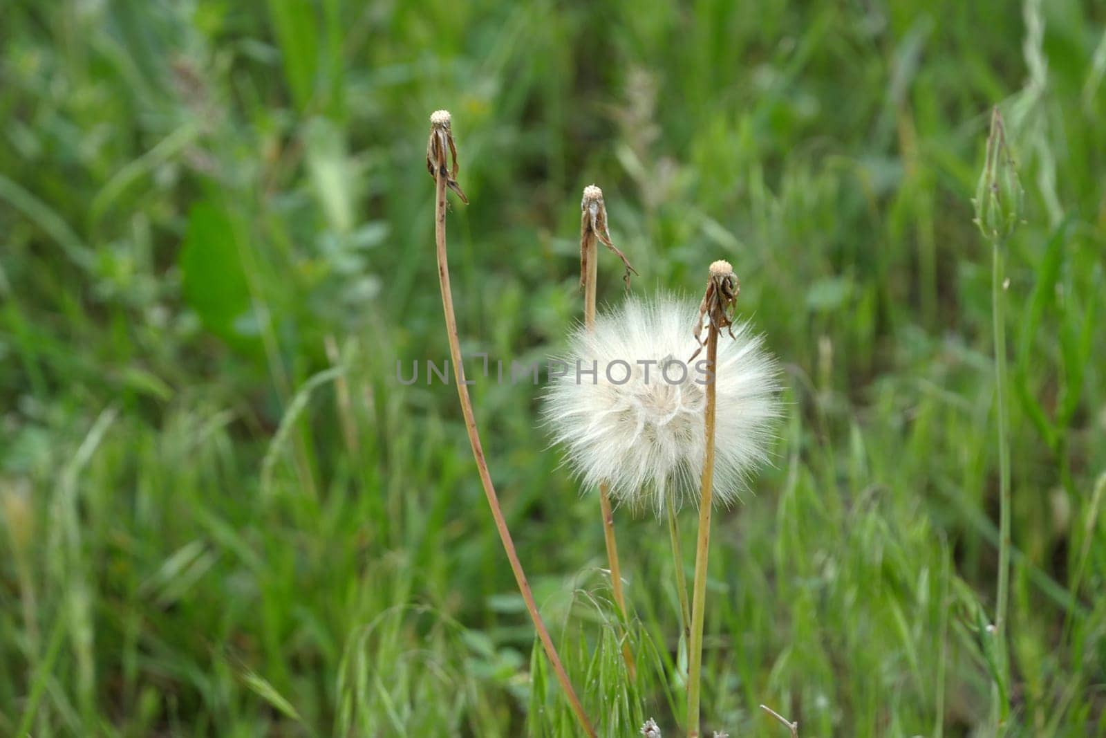 dandelion plant, which is one of the medicinal plants, ripe dandelion plant,