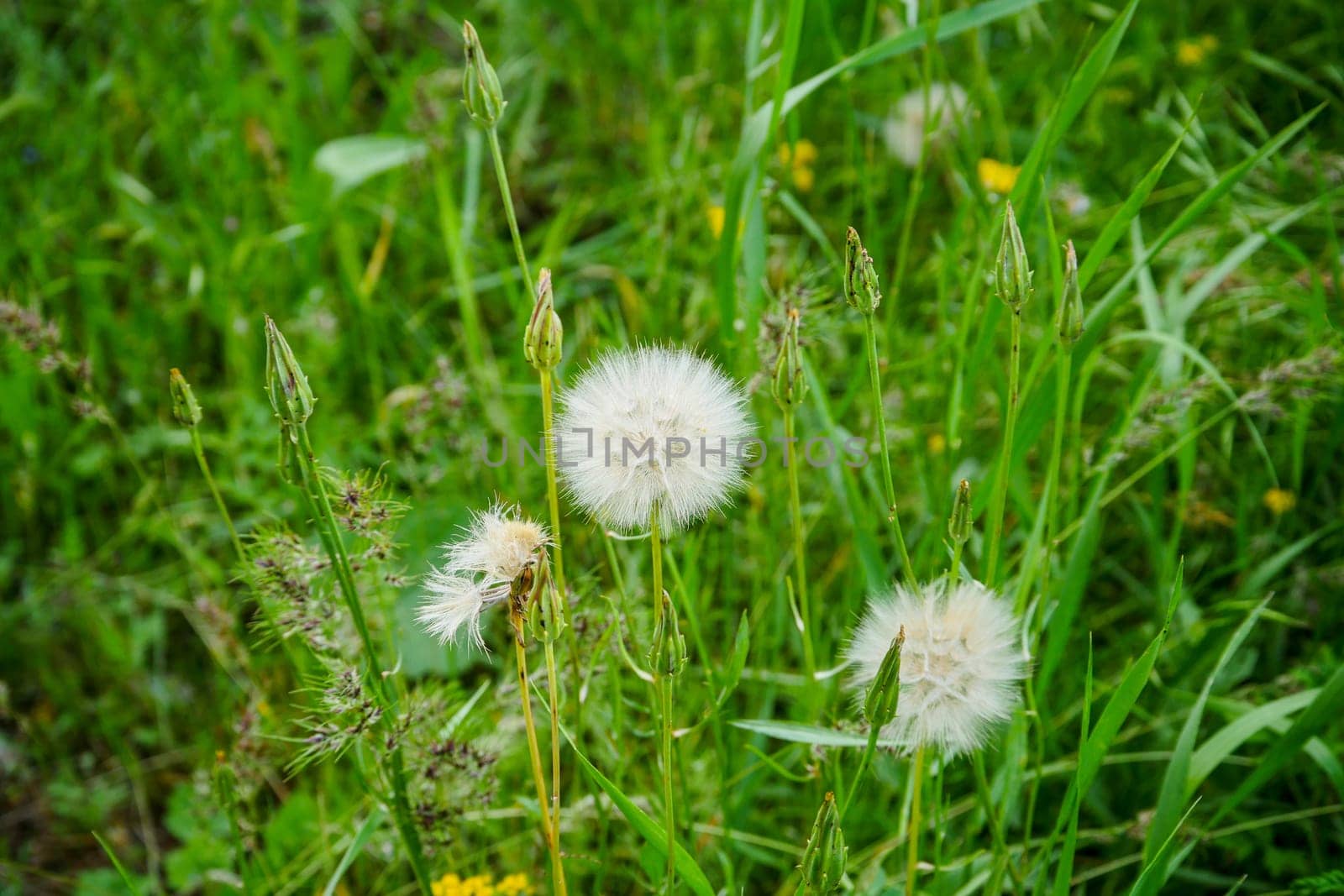 dandelion plant, which is one of the medicinal plants, ripe dandelion plant,