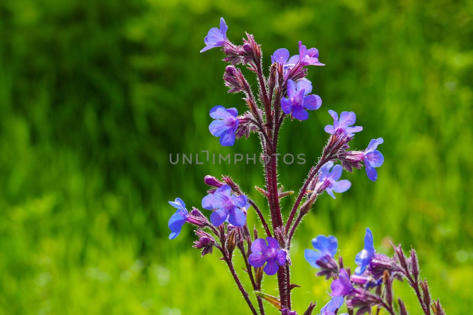 Azurea plant blue flowering azurea mullein,anchusa azurea closer close-up,