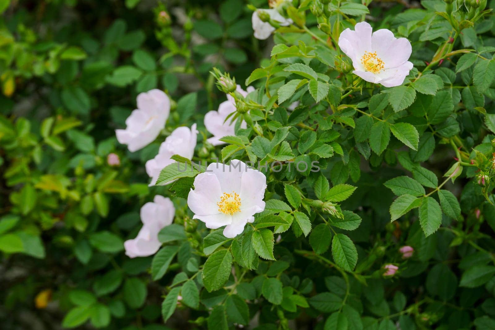 rosehip tree and flower,close-up flower of rosehip plant,Rosehip tree and flower from medicinal fruits,