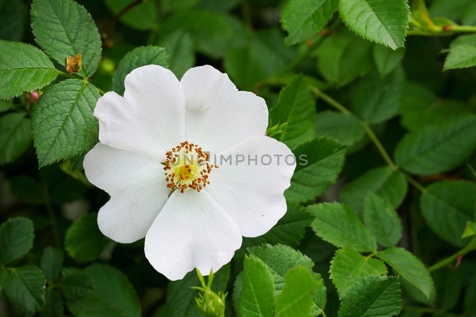 rosehip tree and flower,close-up flower of rosehip plant,Rosehip tree and flower from medicinal fruits,