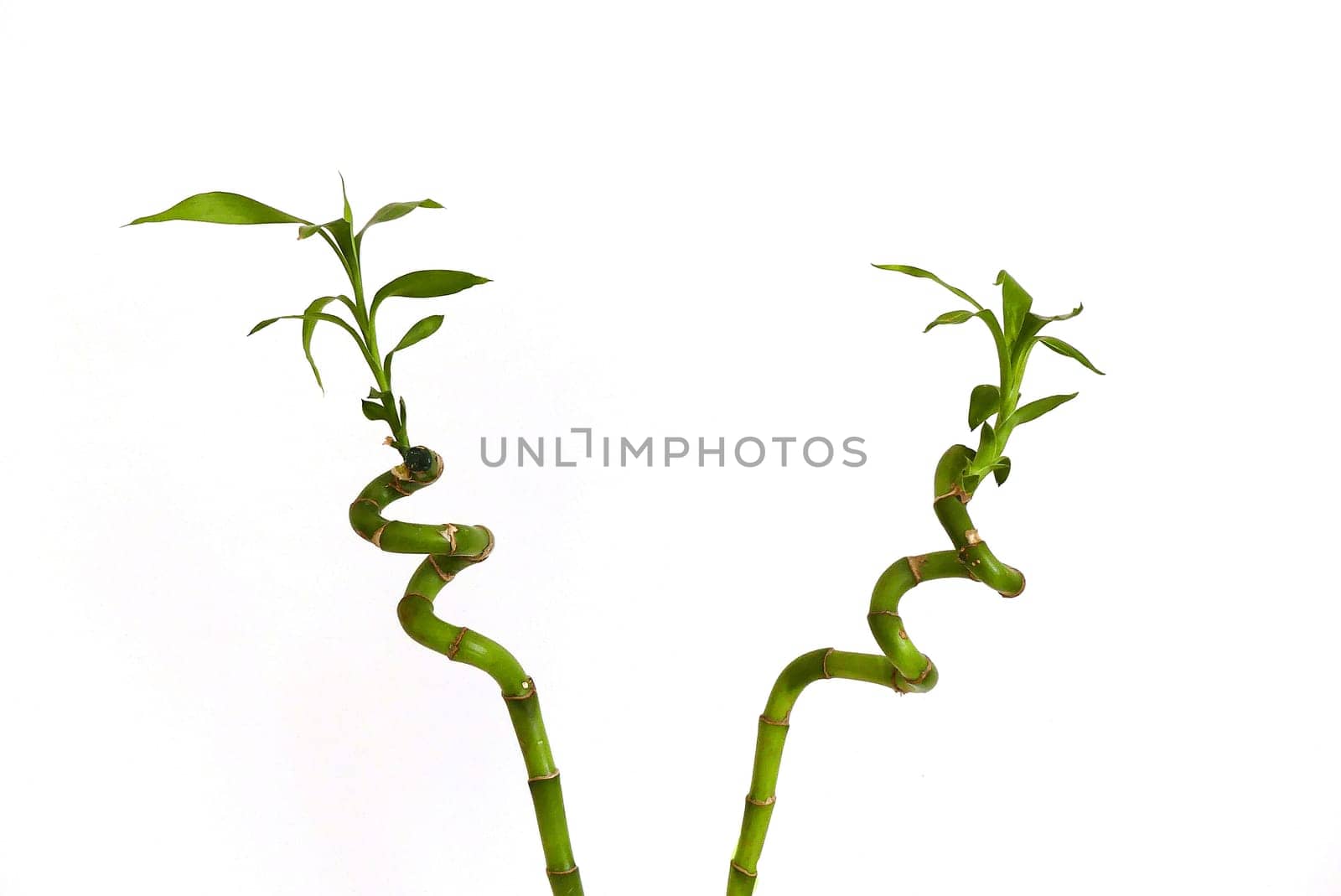 bamboo tree seedling,growing bamboo tree in jar as ornamental plant,bamboo tree close-up at home,