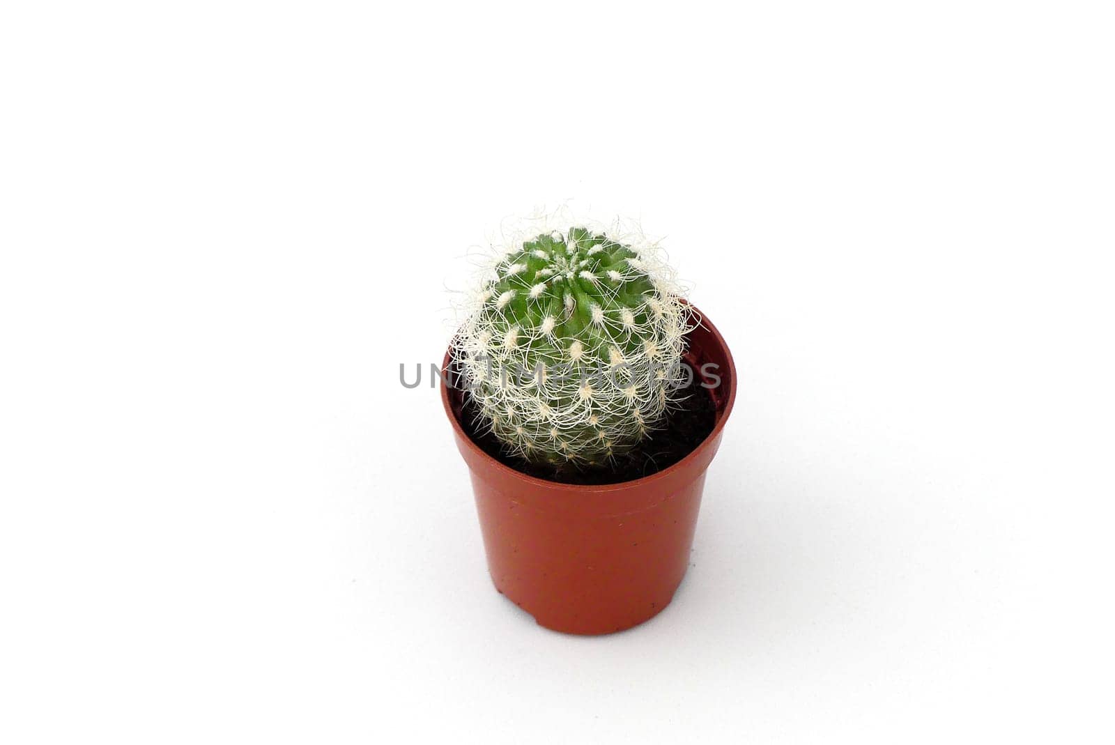 tiny cactus plant standing on a white background, small cactus in a small pot, prickly cactus flower, ornamental and decorative cactus plant,