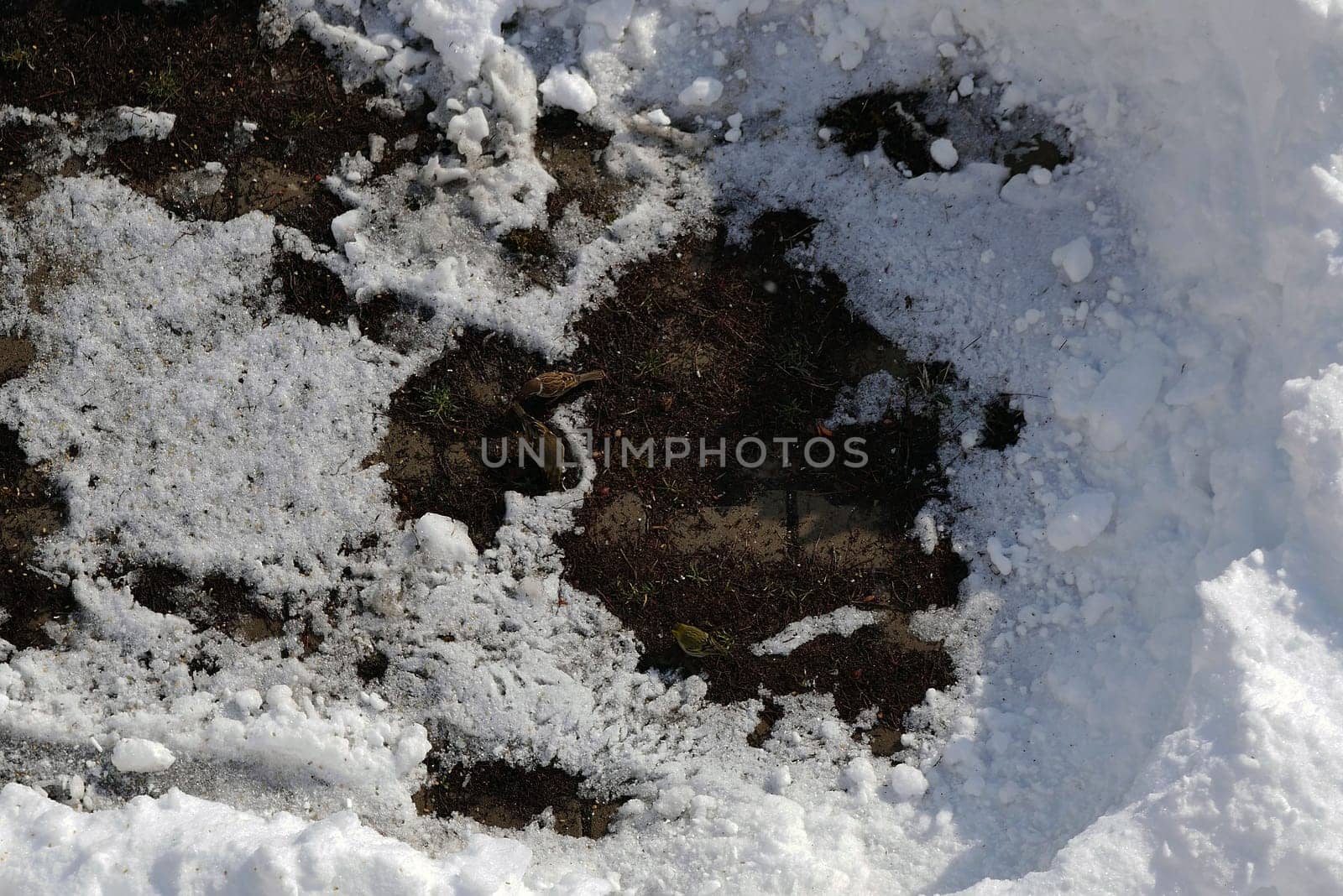 Sparrows collecting and feeding forage in winter conditions, sparrow birds in natural life, sparrows looking for food under the snow on a winter day,