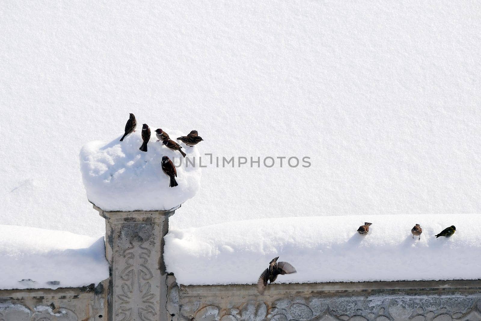 Sparrows collecting and feeding forage in winter conditions, sparrow birds in natural life, sparrows looking for food under the snow on a winter day,