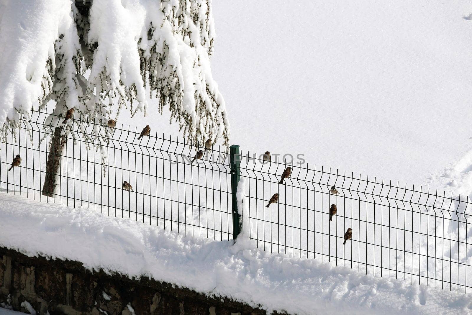 Sparrows collecting and feeding forage in winter conditions, sparrow birds in natural life, sparrows looking for food under the snow on a winter day,