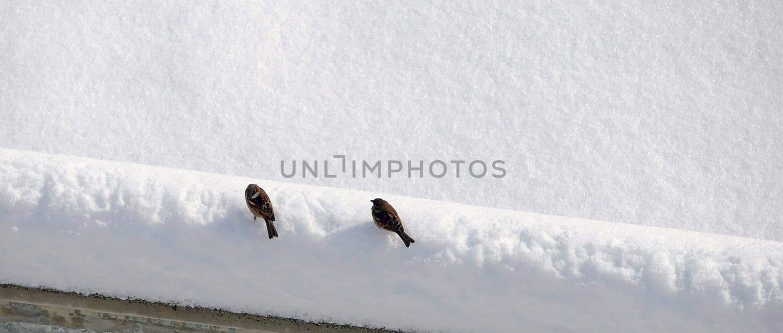 Sparrows collecting and feeding forage in winter conditions, sparrow birds in natural life, sparrows looking for food under the snow on a winter day, by nhatipoglu