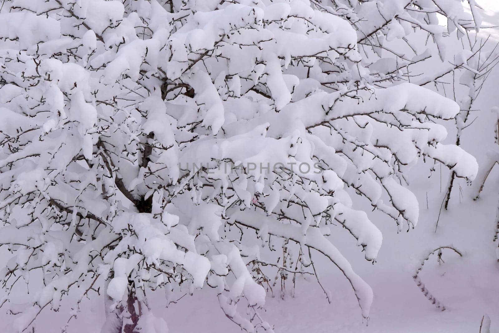 it's snowing, a puddle of snow has formed on a tree, the tree covered with snow,