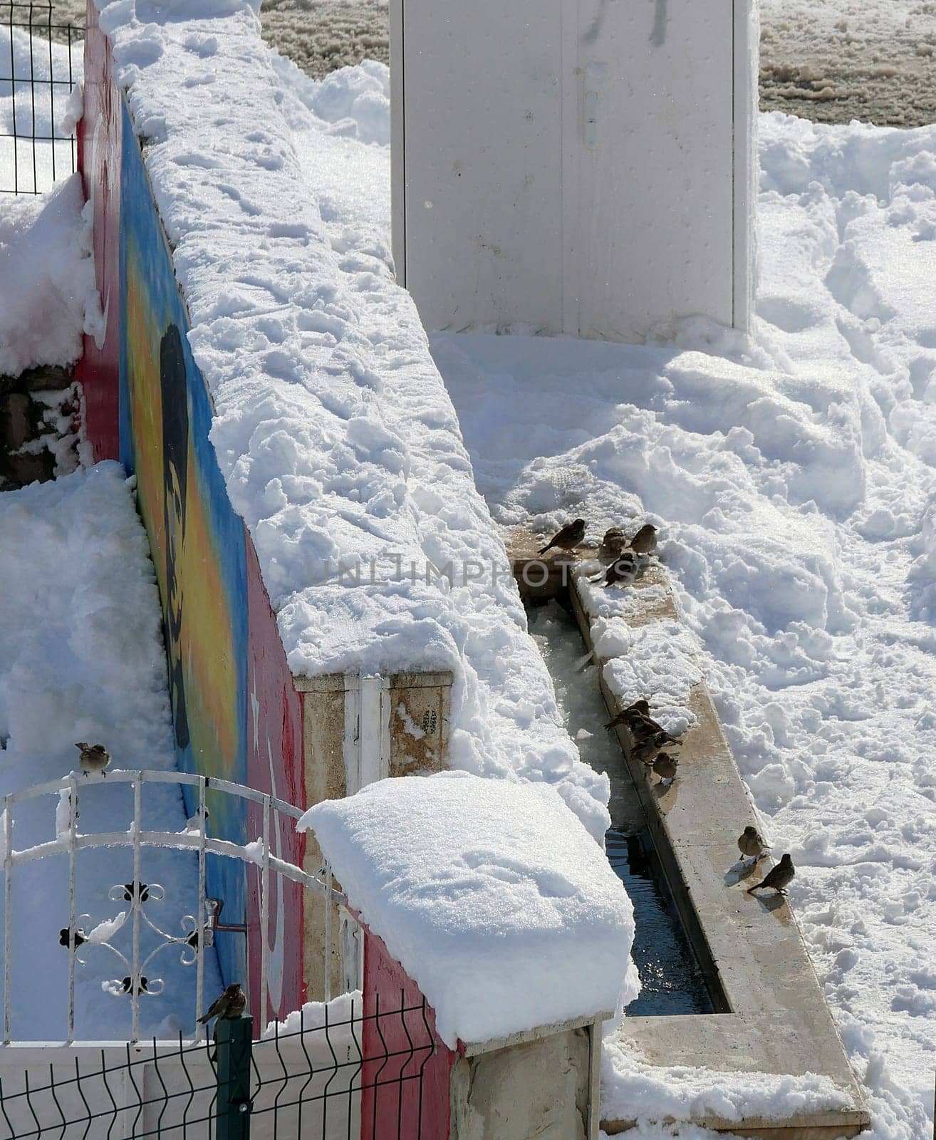 Sparrows collecting and feeding forage in winter conditions, sparrow birds in natural life, sparrows looking for food under the snow on a winter day,