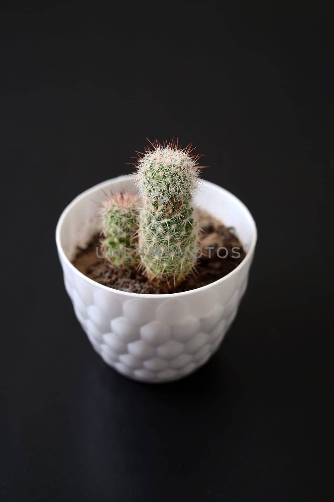 house ornamental plants, cactus plant, hairy and prickly tiny cactus,