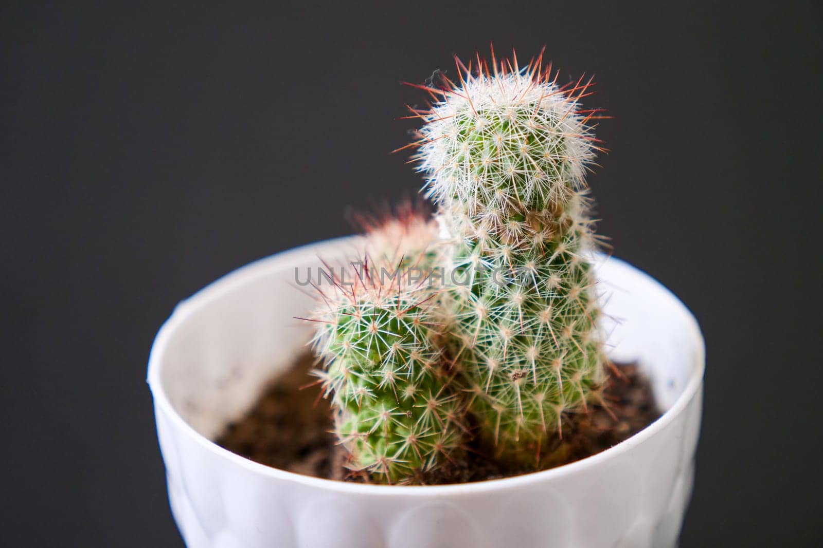 house ornamental plants, cactus plant, hairy and prickly tiny cactus,