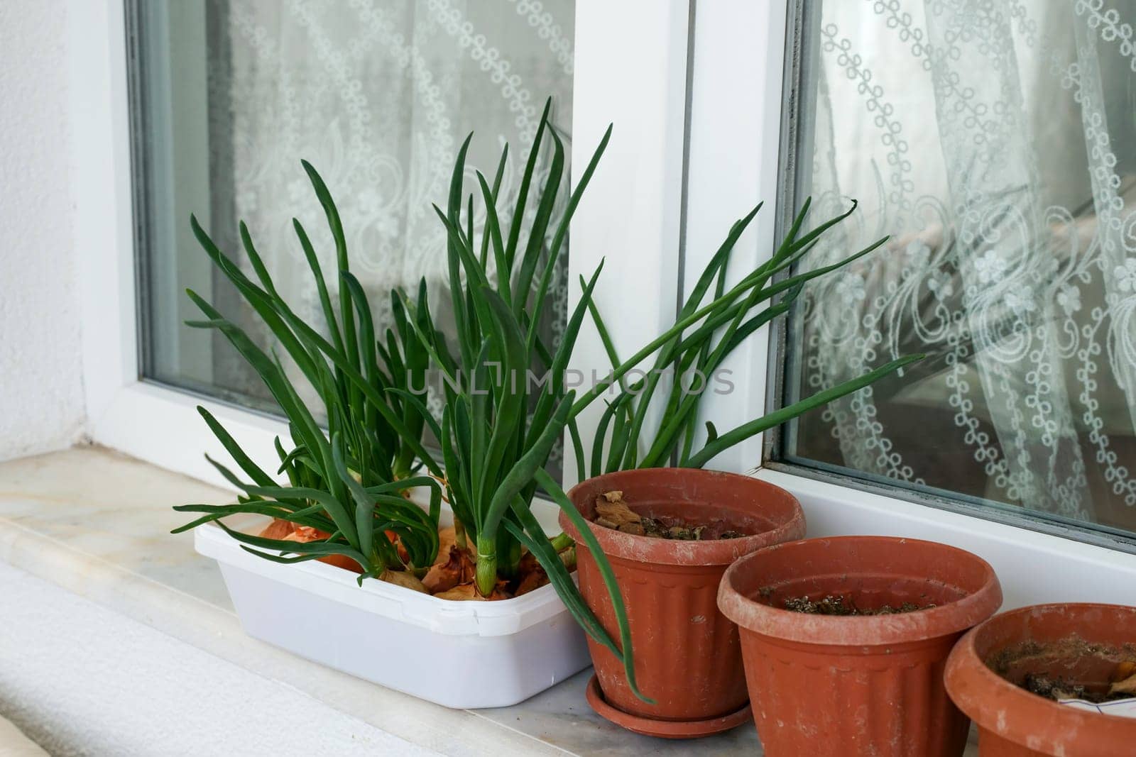 growing green onions at home, consuming green onions in front of the window,