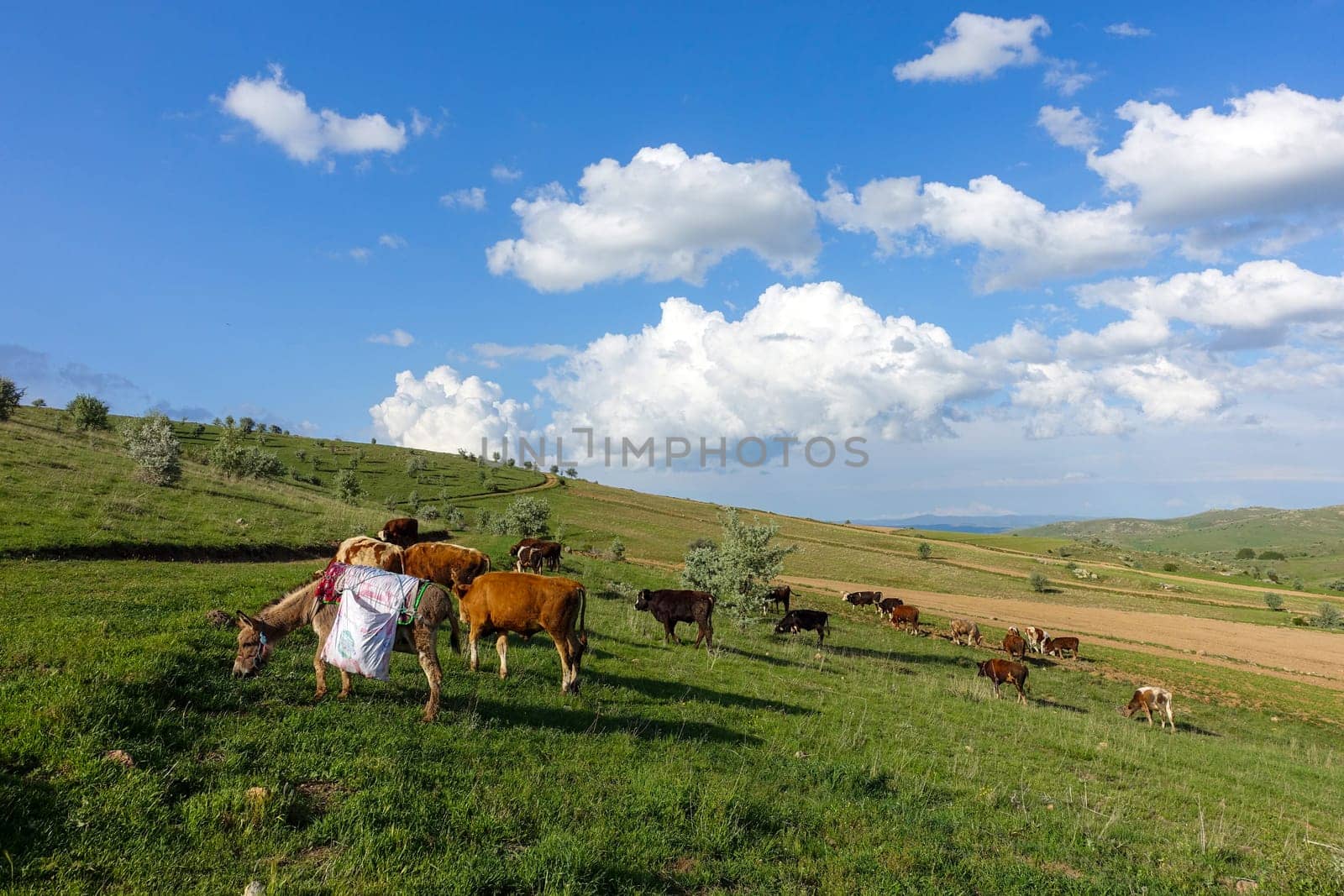 cattle grazing on the green plateau and shepherd's donkey,