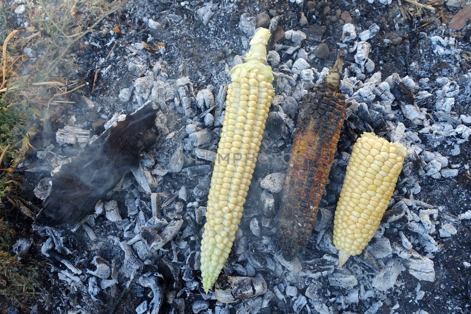 cooking corn on embers, natural fresh corn cooked in wood, roasted corn,