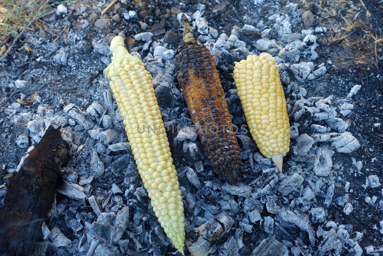 cooking corn on embers, natural fresh corn cooked in wood, roasted corn,