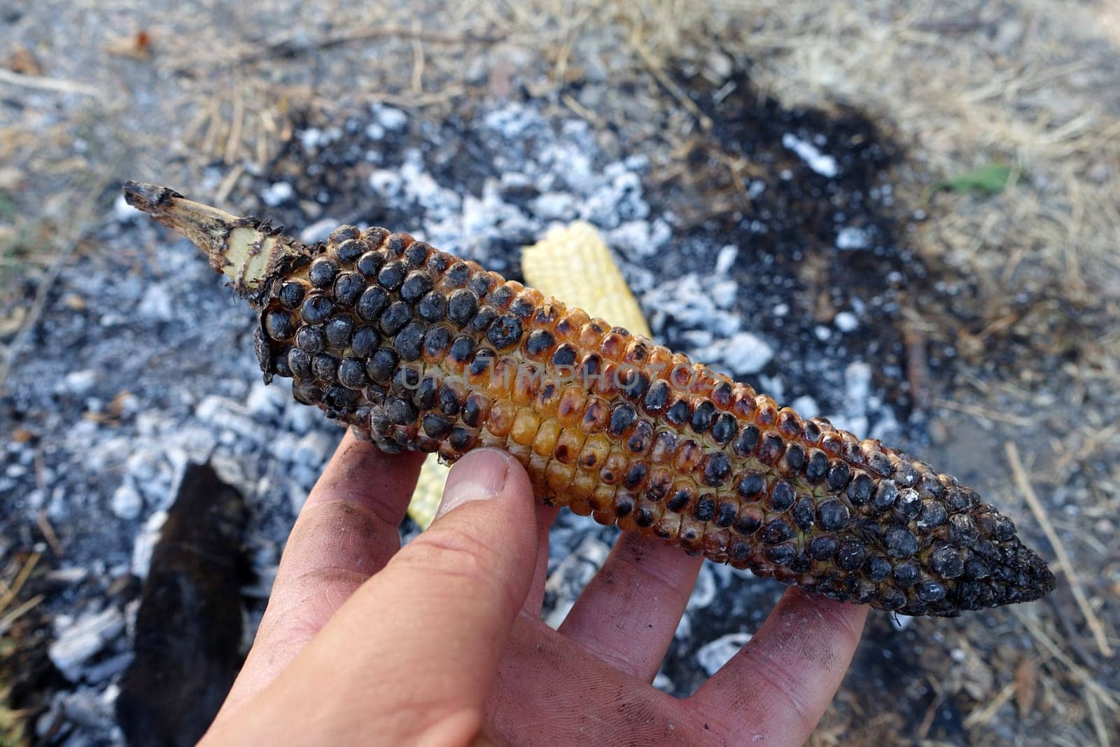 cooking corn on embers, natural fresh corn cooked in wood, roasted corn,