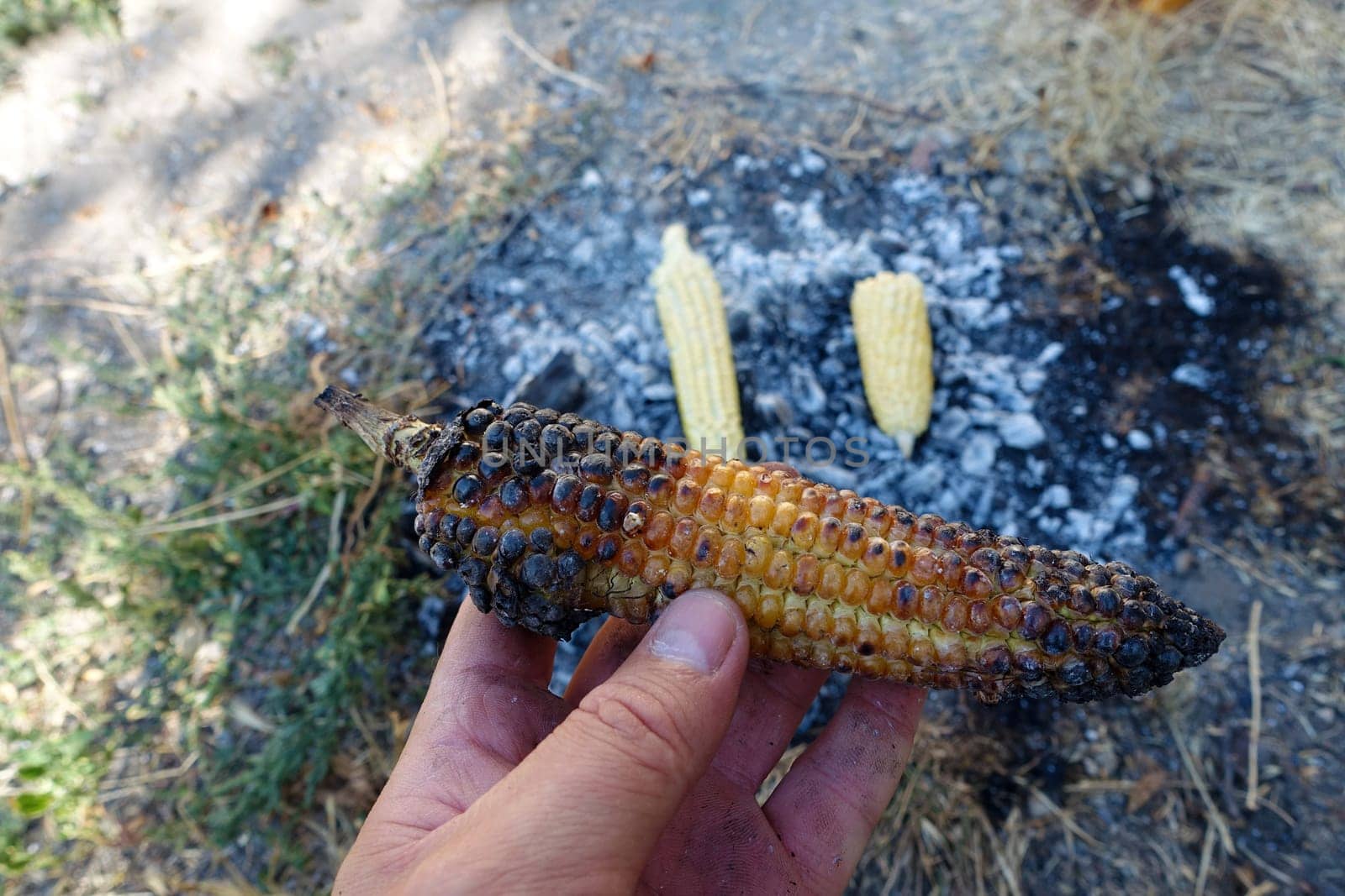 cooking corn on embers, natural fresh corn cooked in wood, roasted corn,