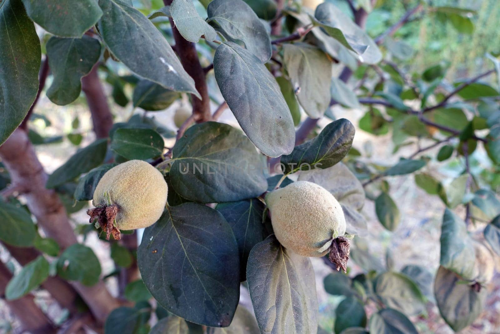 unripe raw quince on the tree, unripe raw quince,