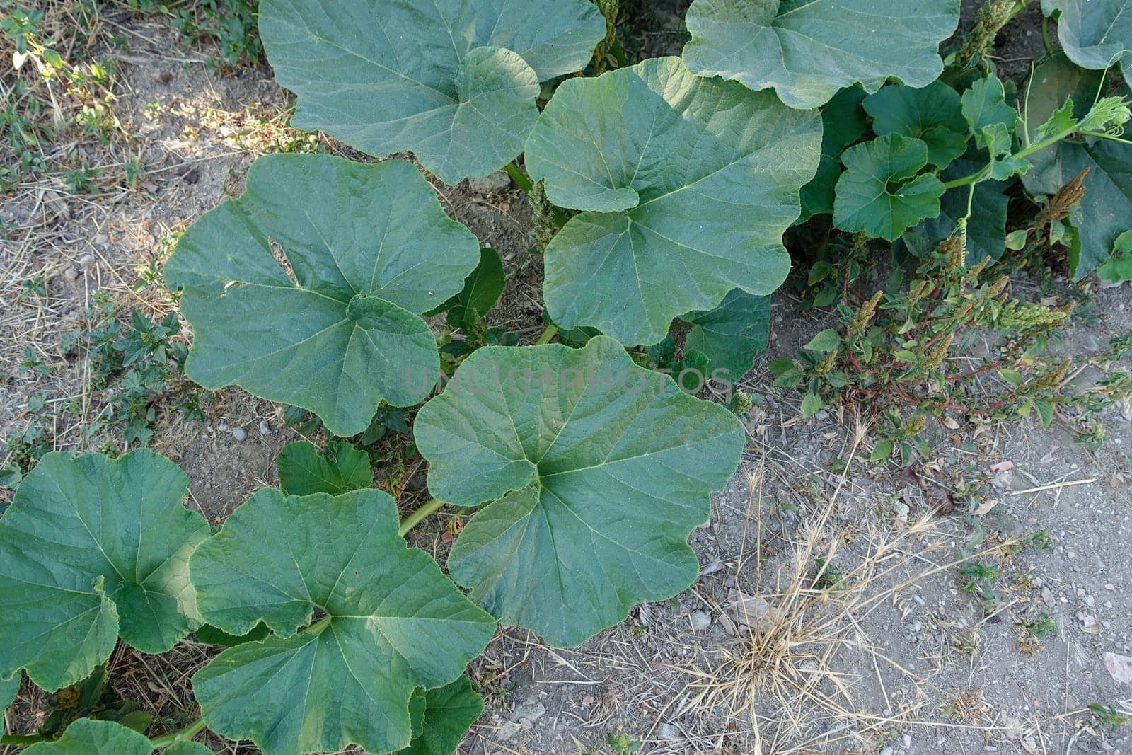 large leaves of the pumpkin plant in the garden, long and thorny pumpkin leaves,