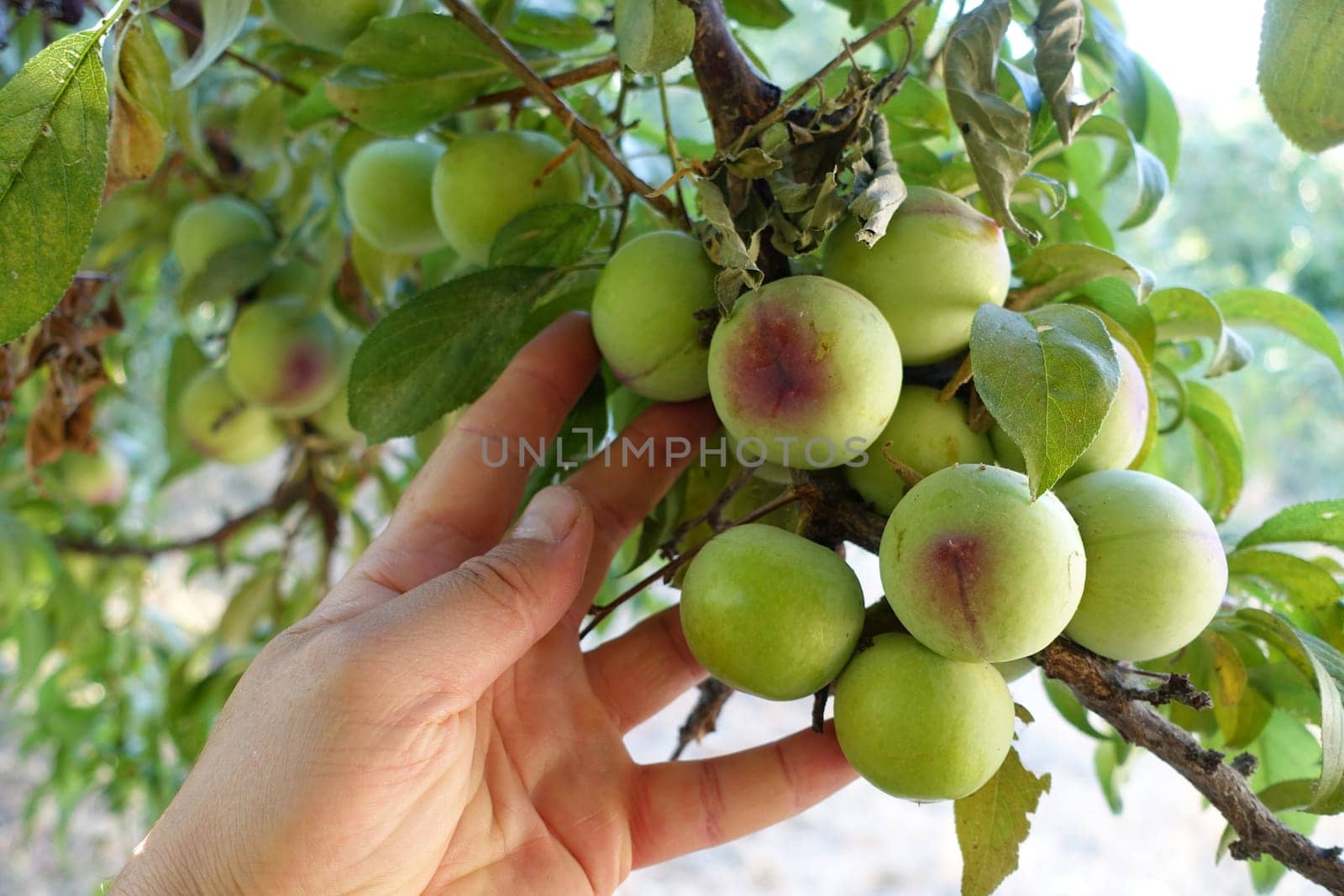 a large amount of green plums between the leaves on the plum tree,