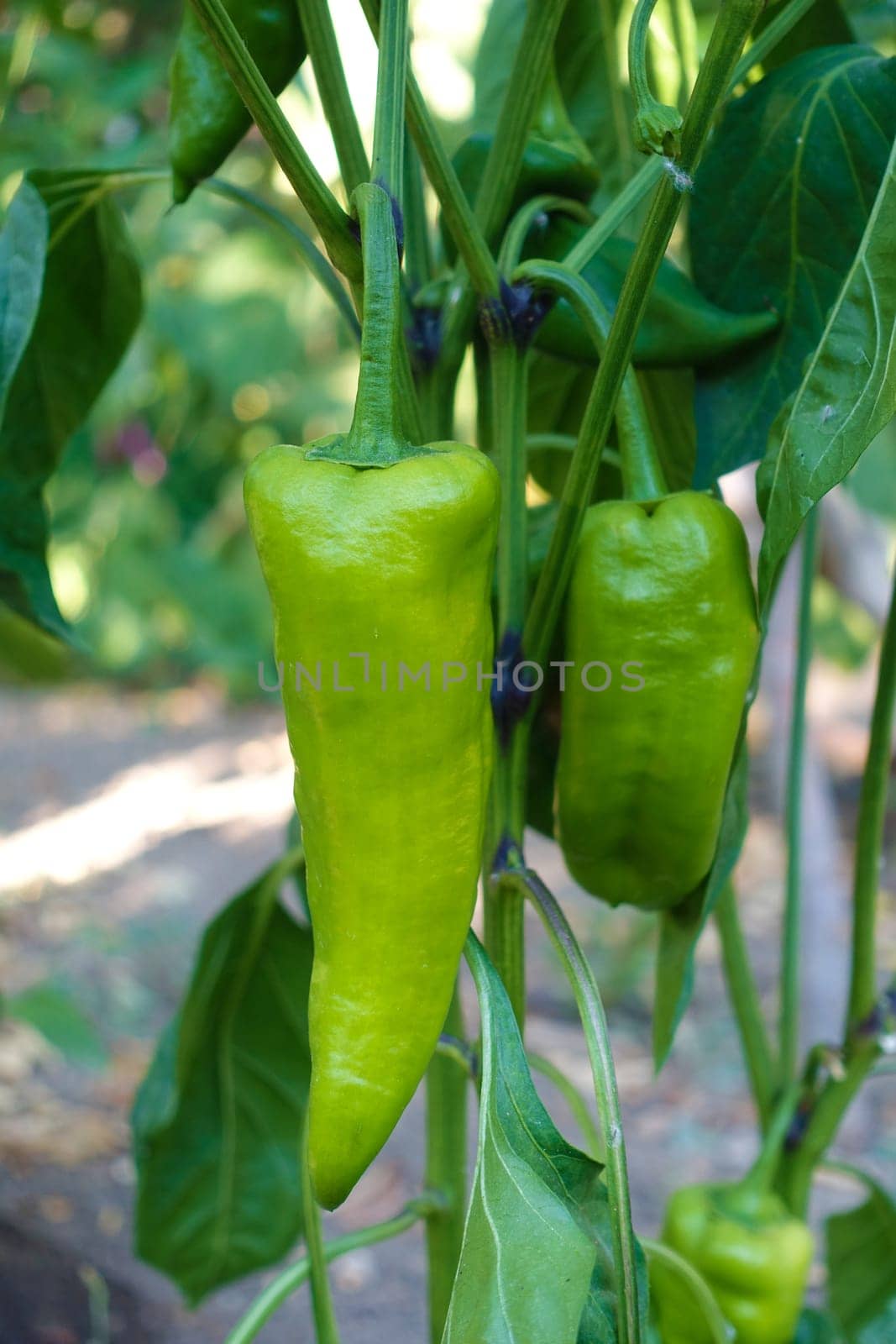 capia peppers that have not yet been fried in the garden, green capia peppers