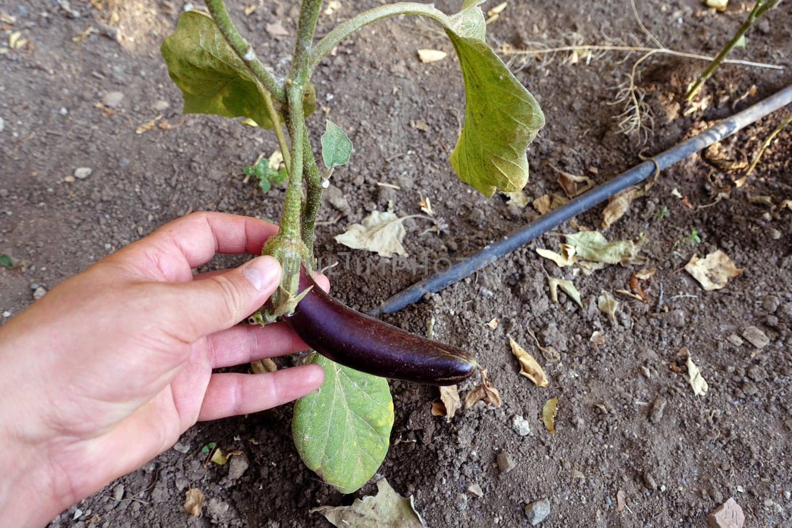 natural and fresh eggplant in the garden, eggplants grown in the garden,