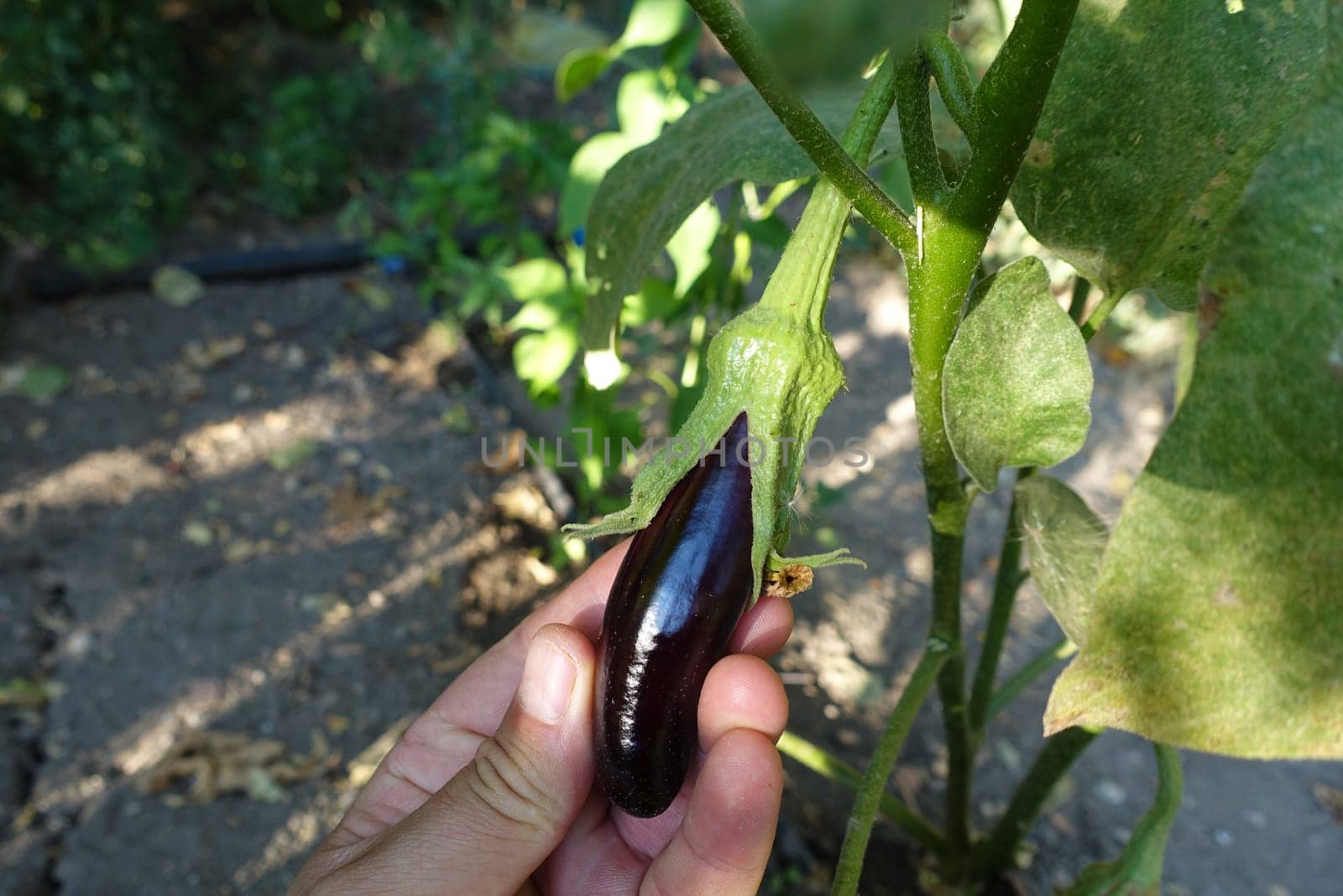 natural and fresh eggplant in the garden, eggplants grown in the garden,