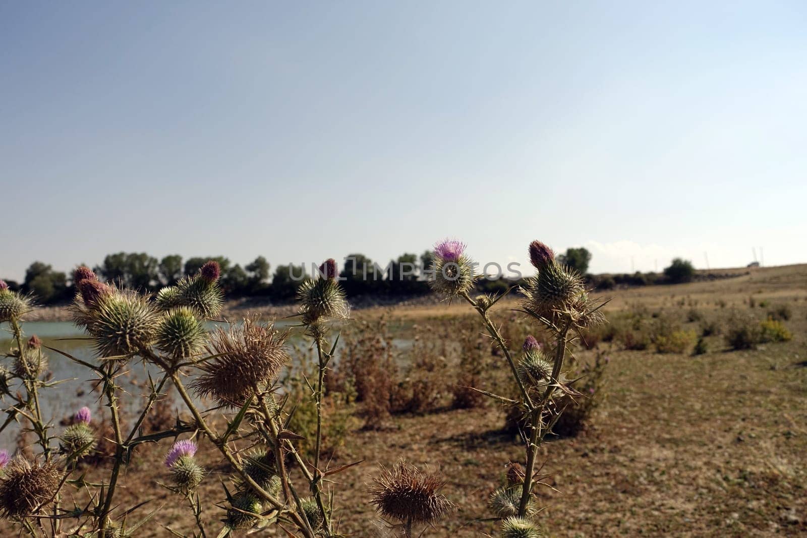 thistle plant, thistle cardus marianus thistle plant starting to dry, medicinal , silybum marianum plant,