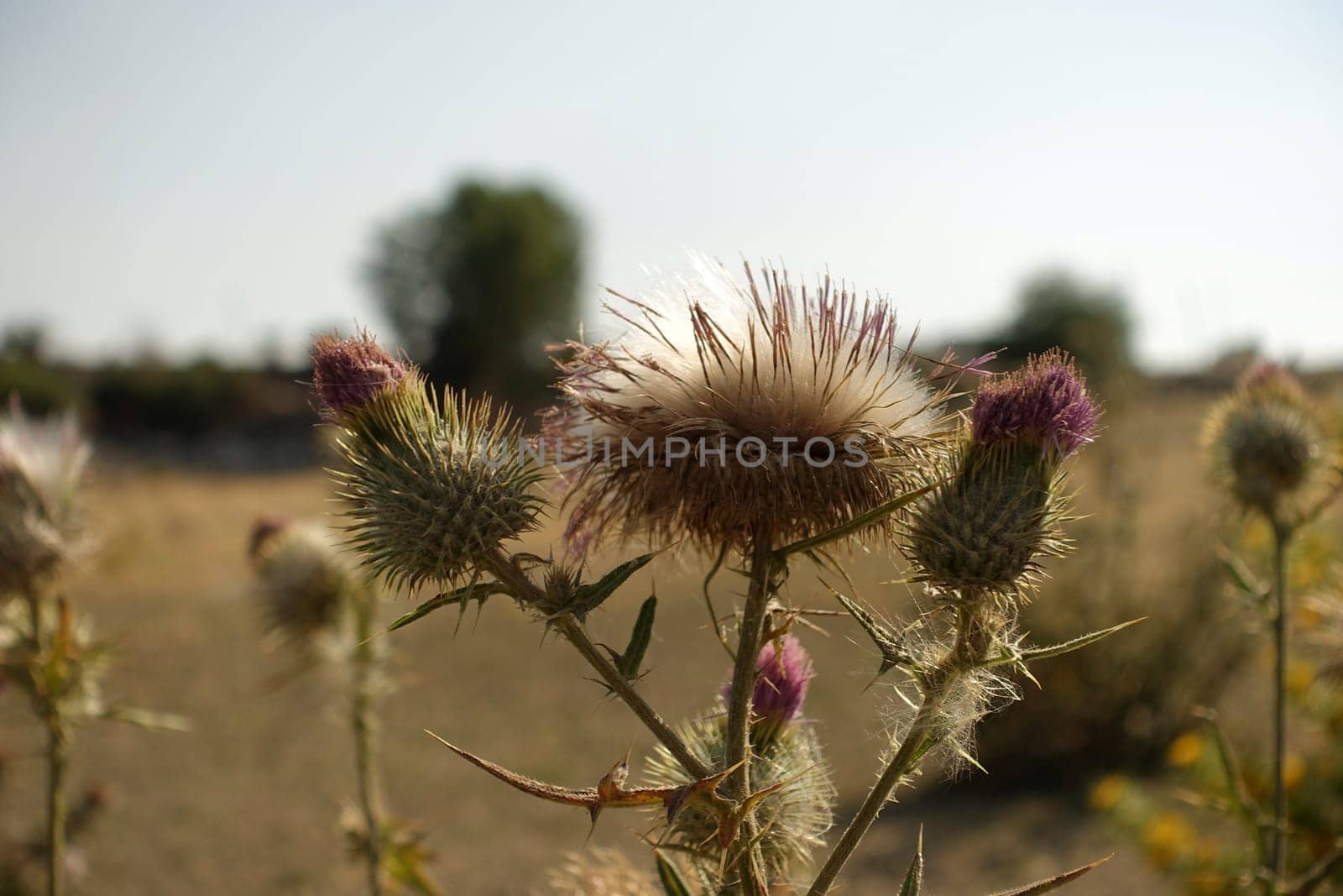 thistle plant, thistle cardus marianus thistle plant starting to dry, medicinal , silybum marianum plant, by nhatipoglu