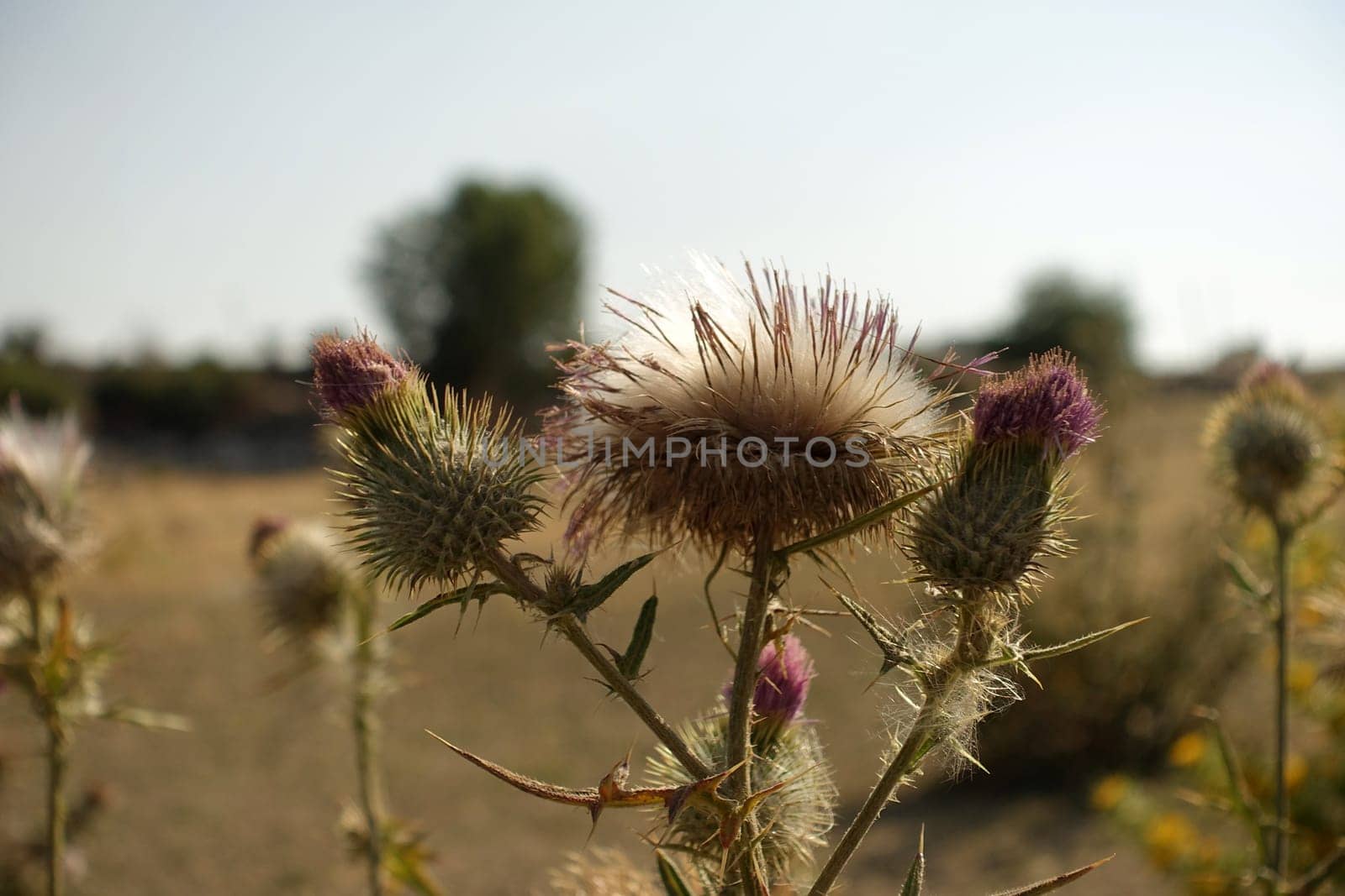 thistle plant, thistle cardus marianus thistle plant starting to dry, medicinal , silybum marianum plant,