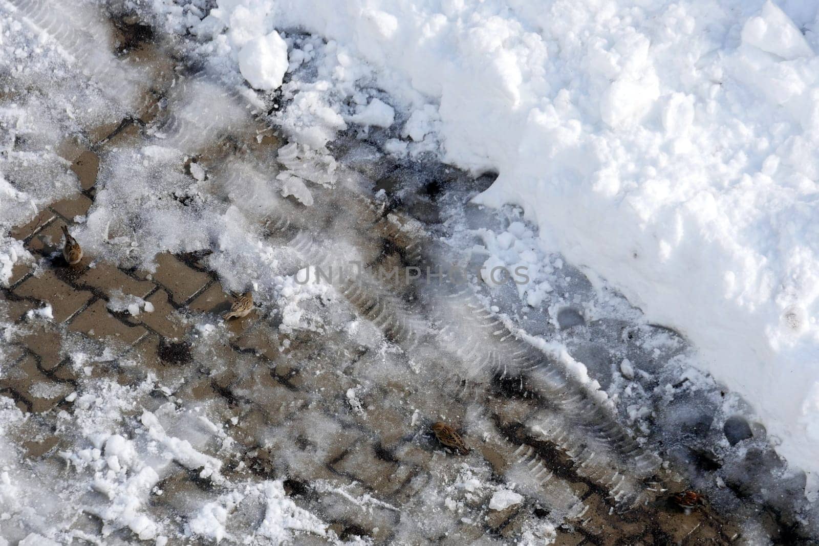 Sparrows, winter bears and sparrows looking for food in the snow in winter, by nhatipoglu