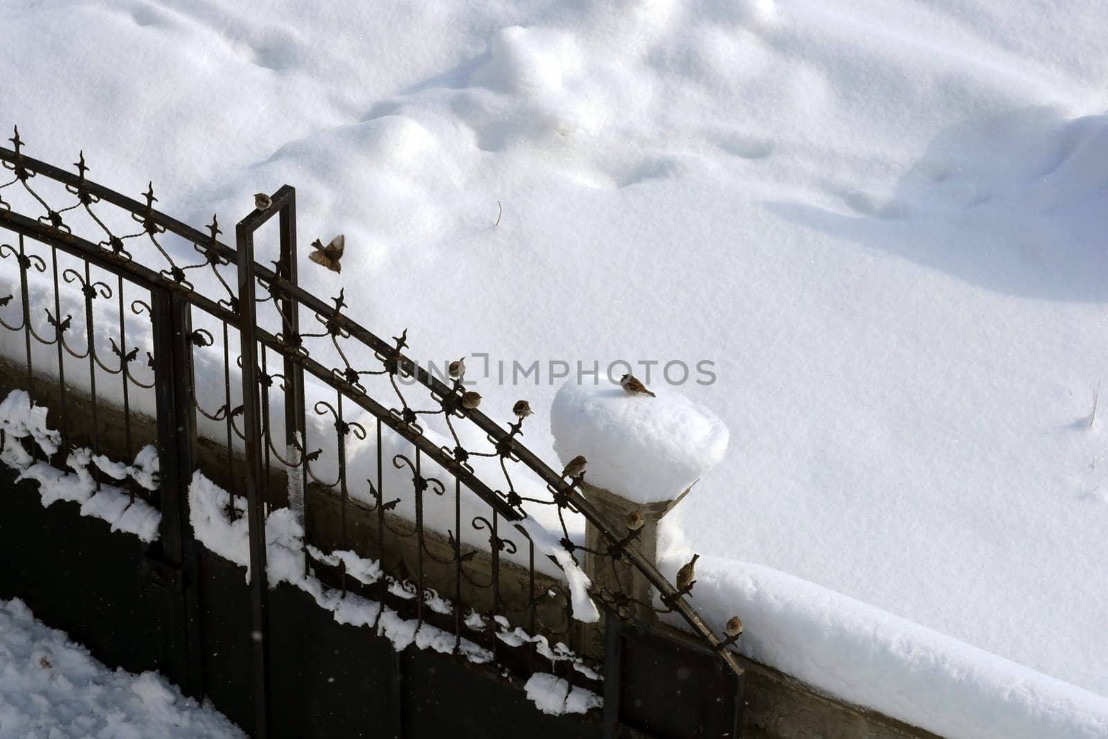 Sparrows perching on the door in winter, sparrows collectively are looking for food,