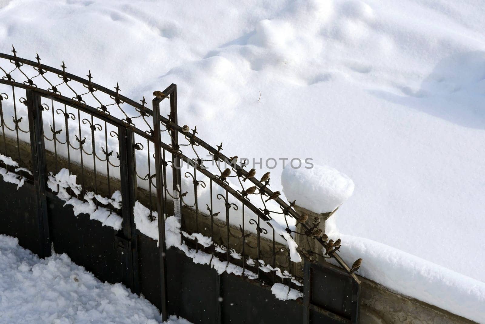 Sparrows perching on the door in winter, sparrows collectively are looking for food, by nhatipoglu