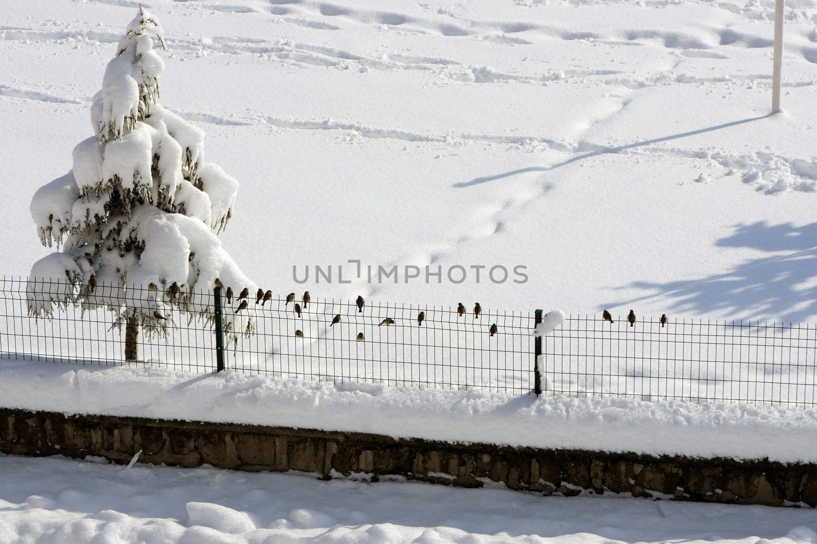 Sparrows perching on the door in winter, sparrows collectively are looking for food, by nhatipoglu