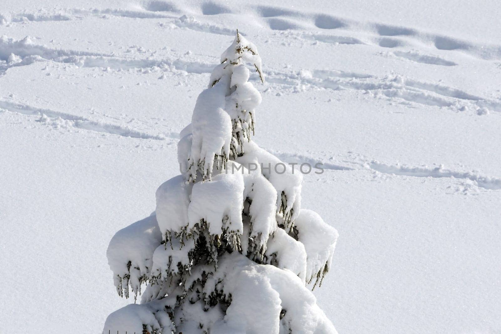 pine trees on which snow falls, icicles formed on pine trees, winter landscape pictures,