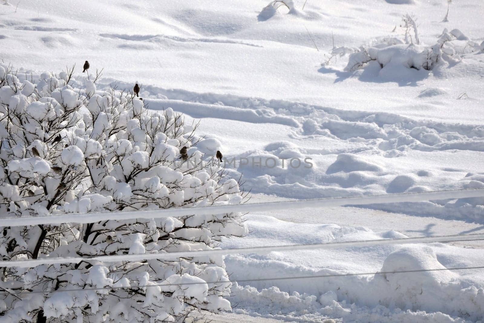 Sparrows perching on the door in winter, sparrows collectively are looking for food,