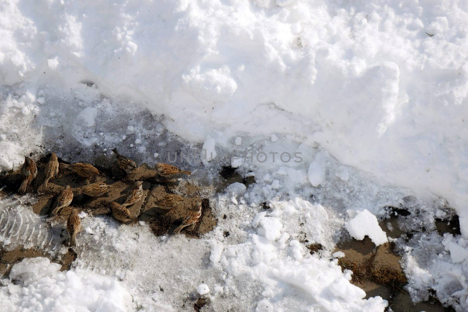 Sparrows, winter bears and sparrows looking for food in the snow in winter,