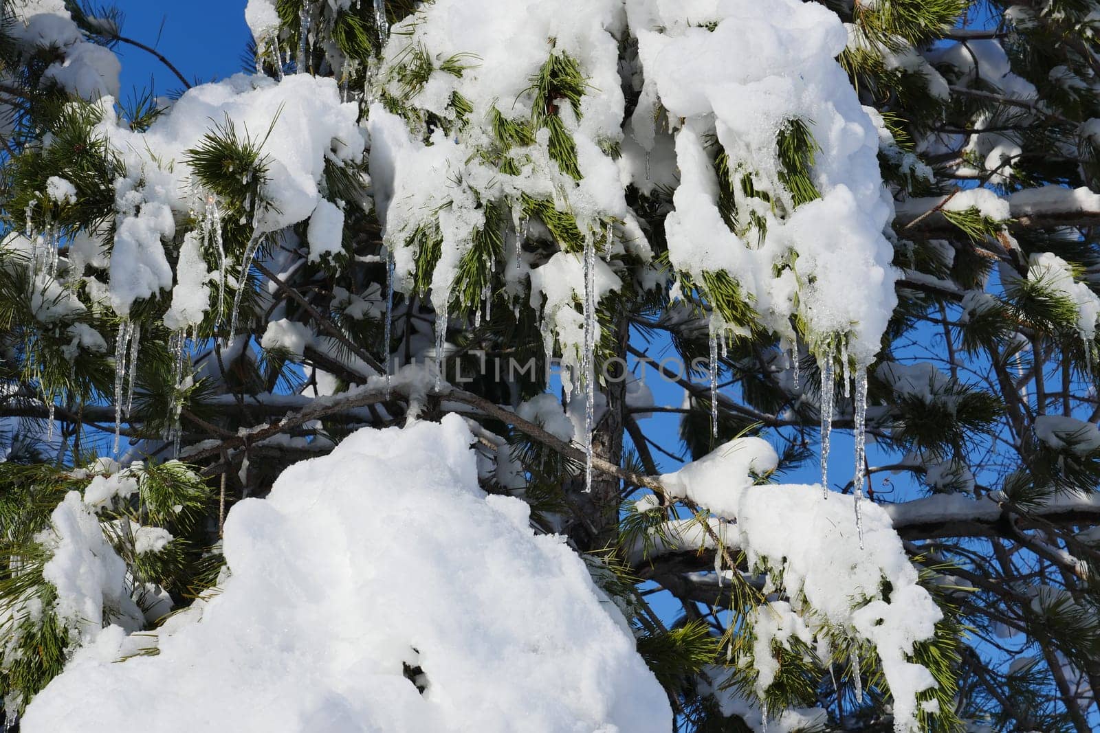 snow fell on the pine trees, snow puddles on the trees, pine trees and snow, by nhatipoglu