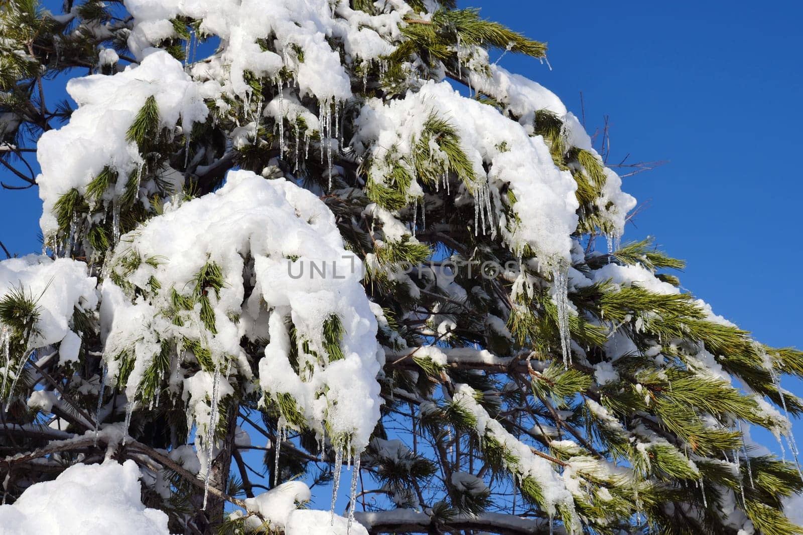 pine trees on which snow falls, icicles formed on pine trees, winter landscape pictures,