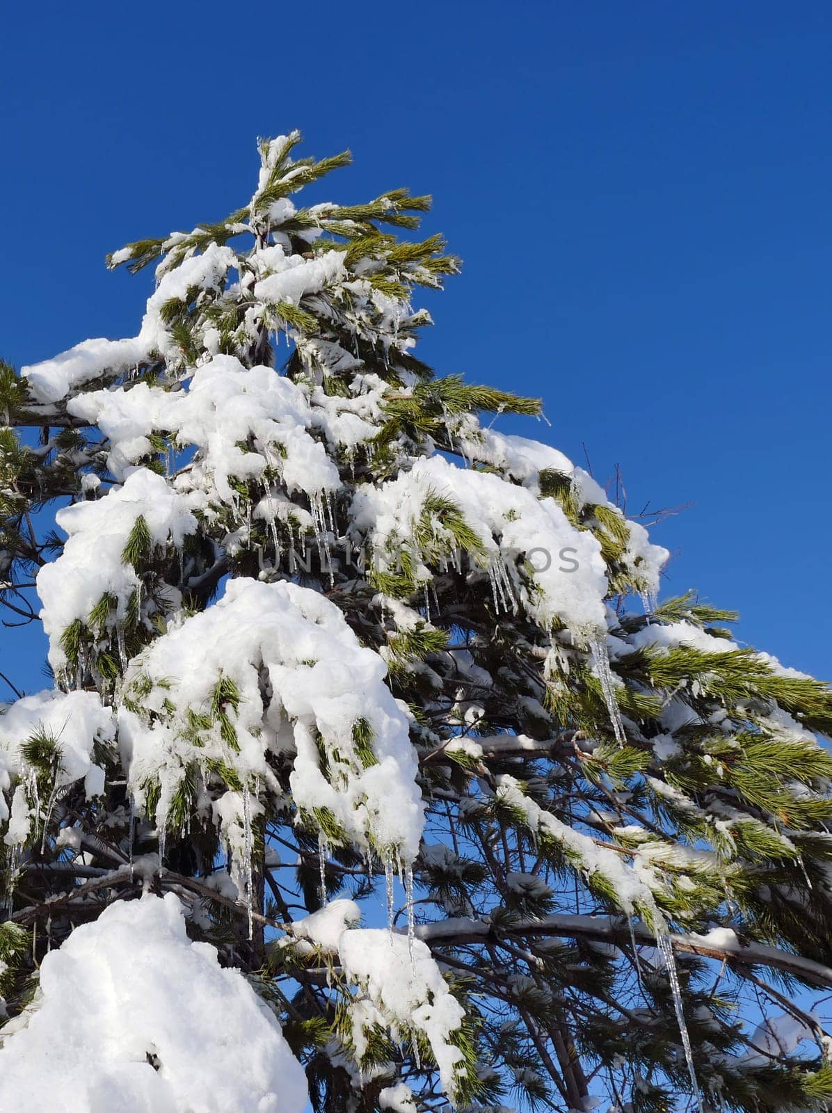 snow fell on the pine trees, snow puddles on the trees, pine trees and snow,