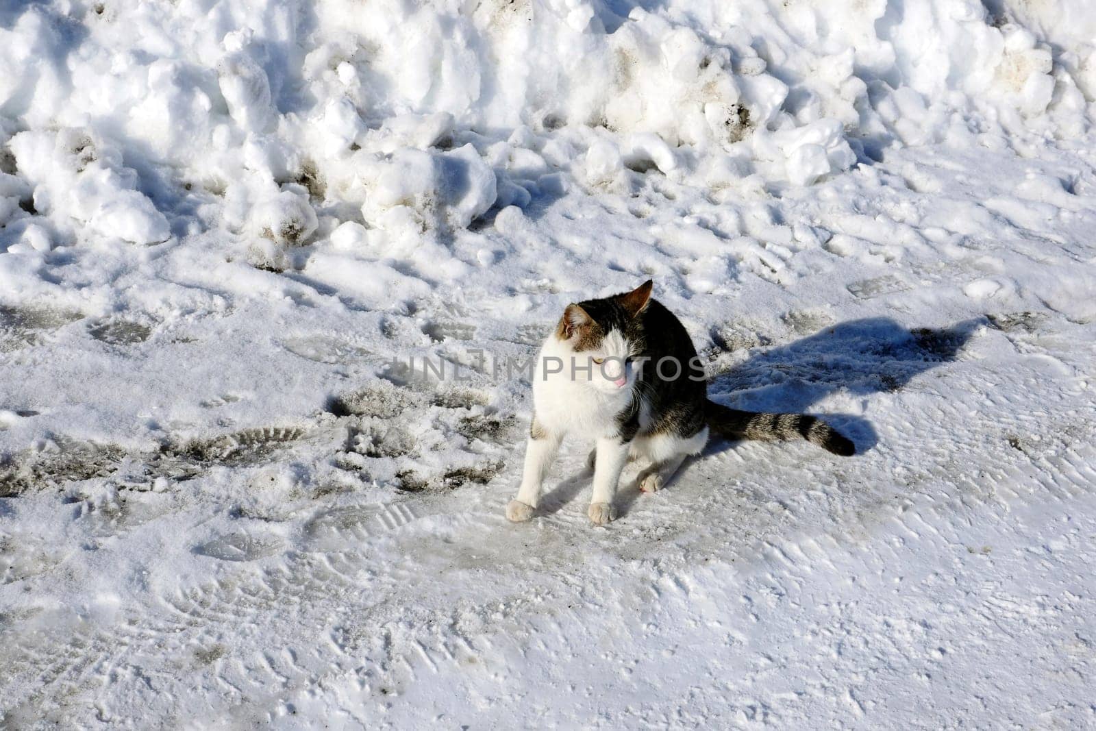 Winter bear and street animals, a cat is walking on the street on the snow, the cat walking in the snow, street cats, by nhatipoglu