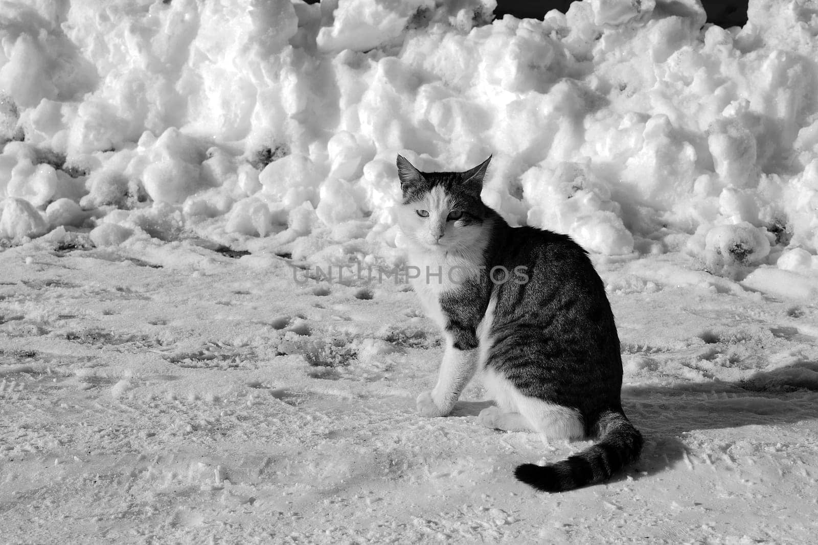 black and white cat photos, stray cat in winter, cat portrait photos, snow and cat on the street, by nhatipoglu