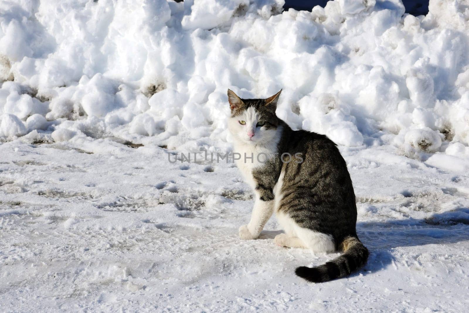 Winter bear and street animals, a cat is walking on the street on the snow, the cat walking in the snow, street cats,