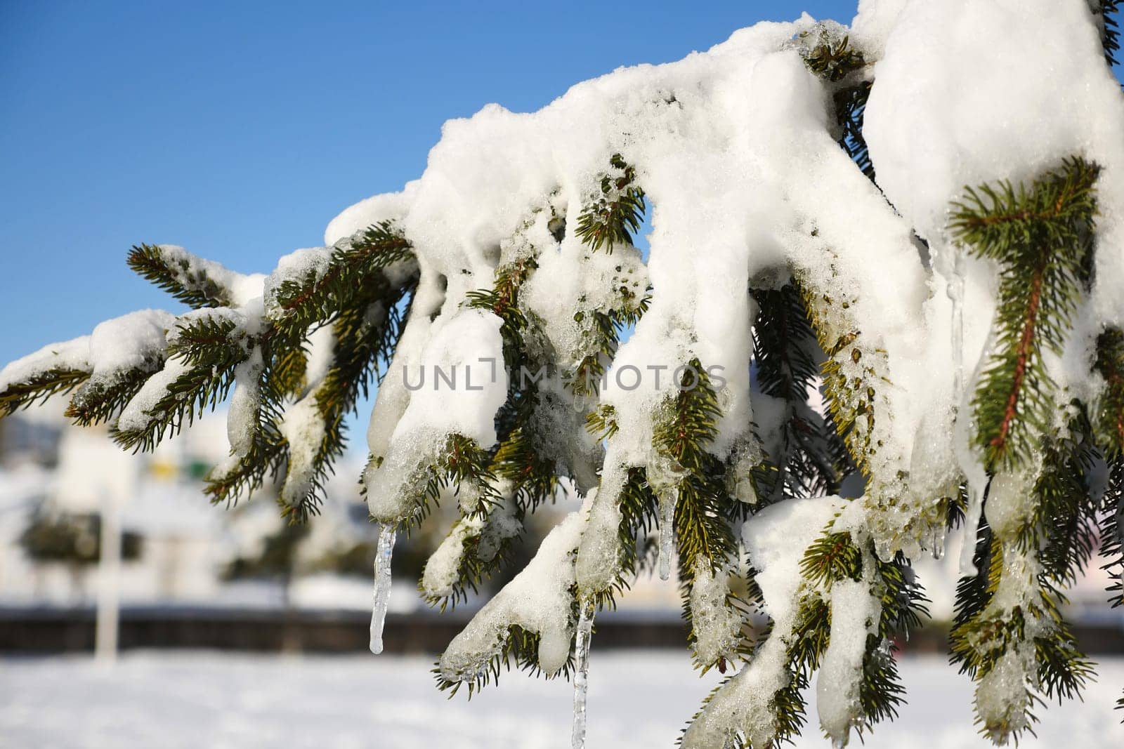pine trees on which snow falls, icicles formed on pine trees, winter landscape pictures,