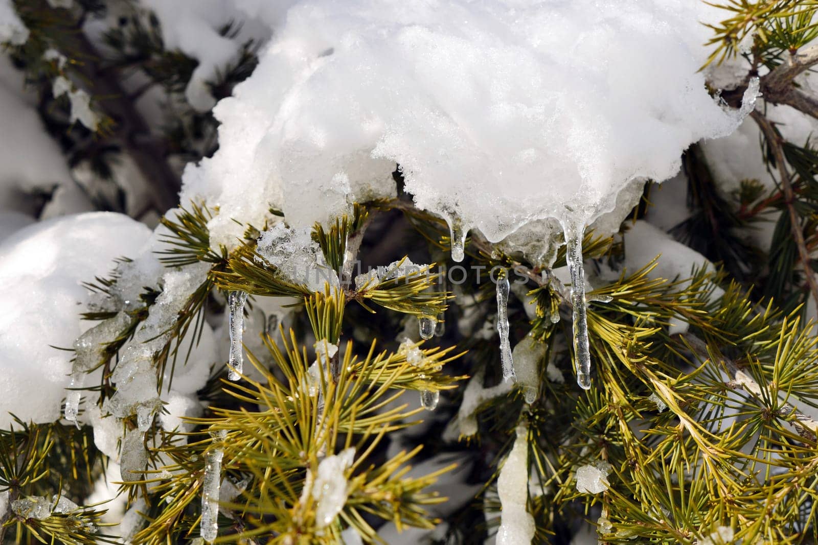 pine trees on which snow falls, icicles formed on pine trees, winter landscape pictures,