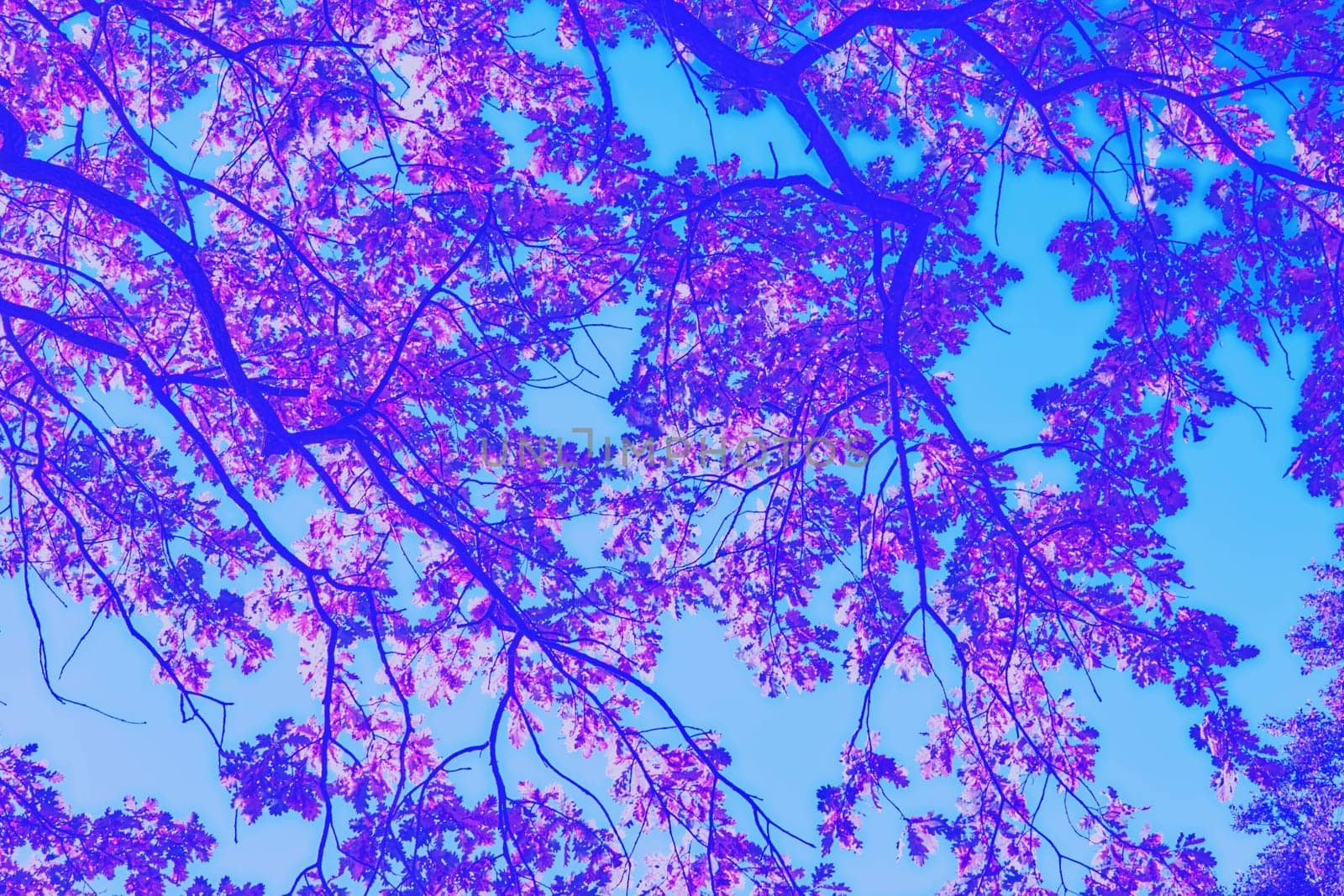 Abstract picture of pink magenta leaves and branches on a sky blue background by jovani68