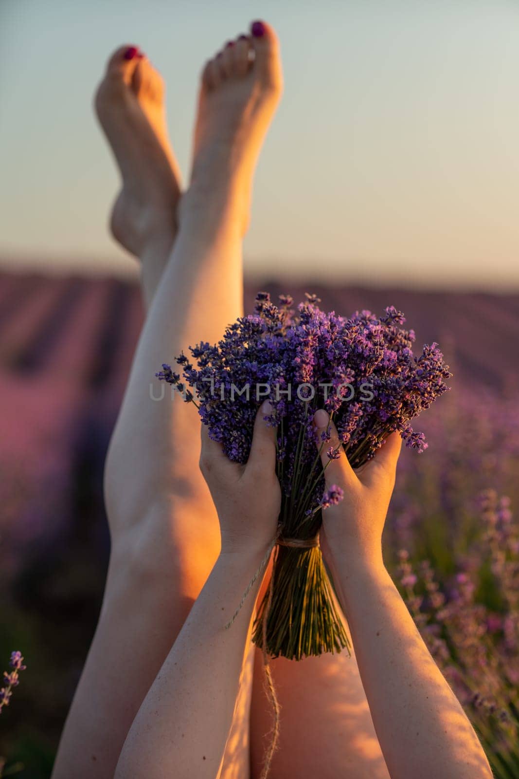 Lavender field woman's legs emerging from the bushes, holding a bouquet of fragrant lavender. Purple lavender bushes in bloom, aromatherapy