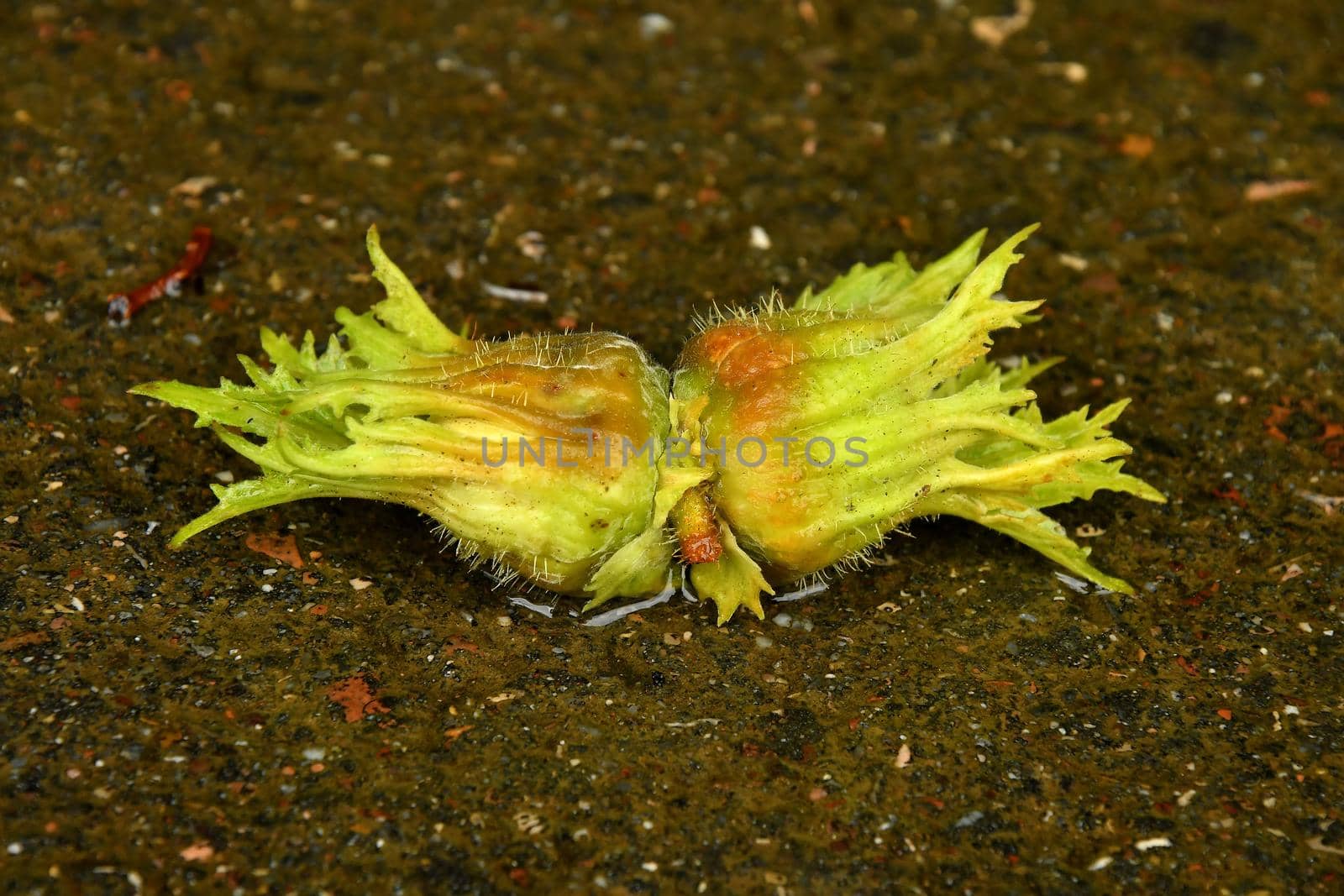 Hazelnuts on a wet street floor by Jochen