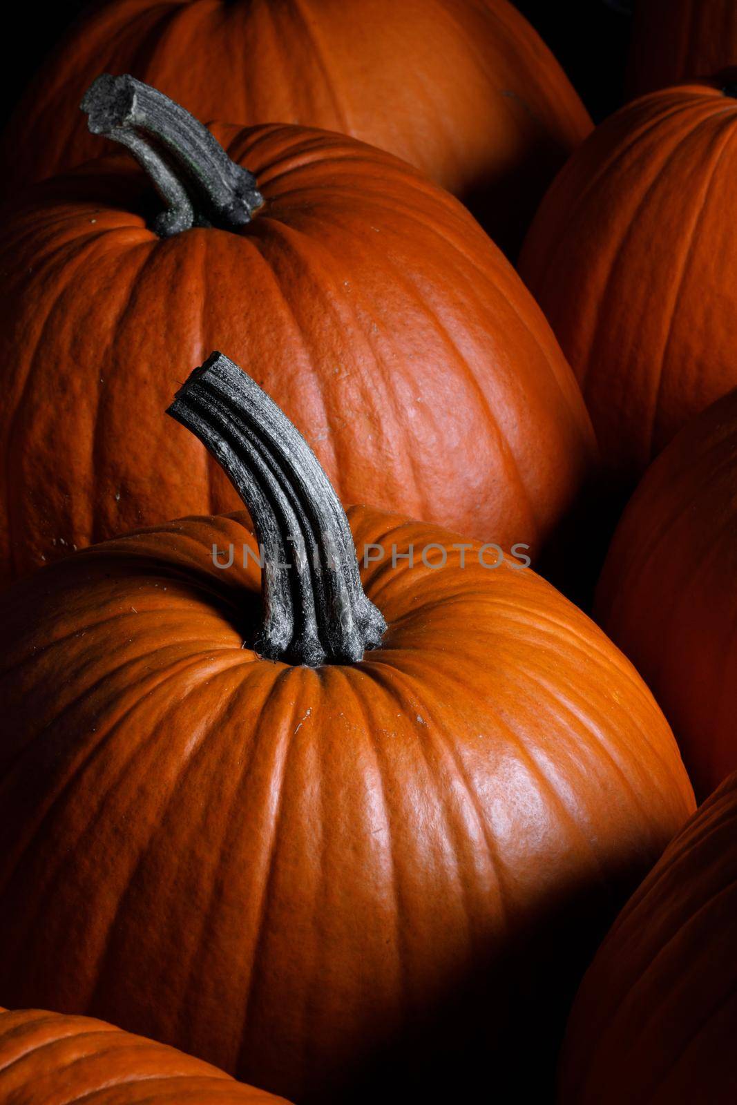 Whole orange pumpkins dark background thanksgiving or halloween stylish card